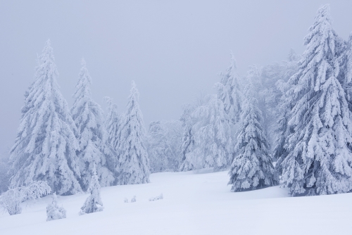 1-landscape-photography-forest-photography-winter-vosges-france